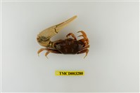 藏品(弧邊管招潮蟹)的圖片